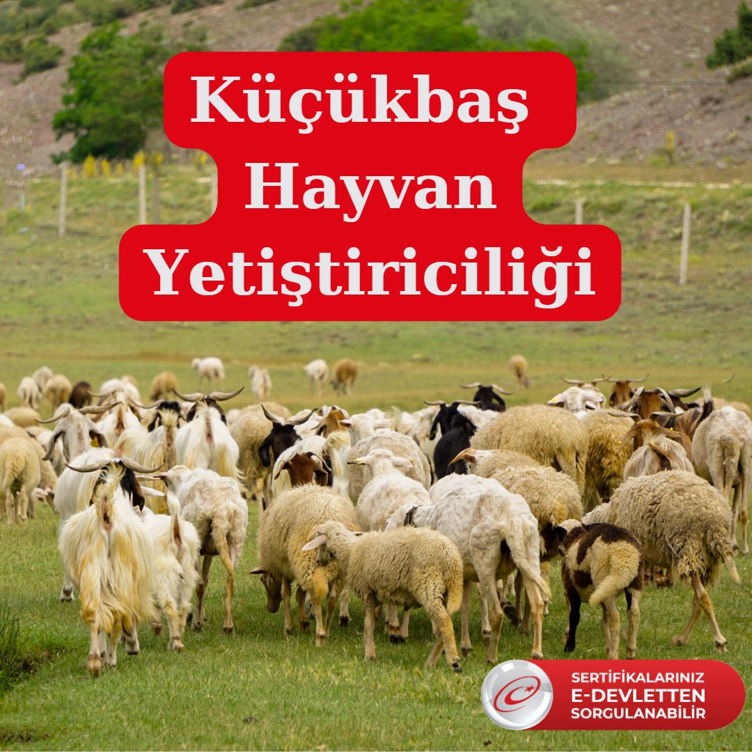 koyun edevlet