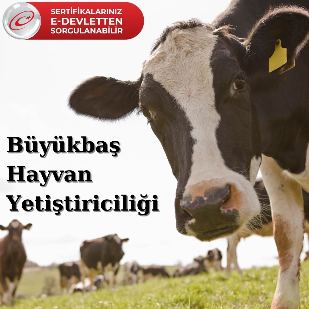 sığır edevlet sığır edevlet