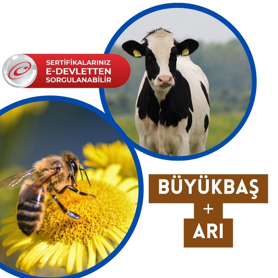 2 liarı büyükbaş