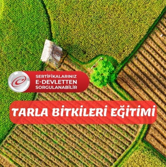 TARLA BİTKİSİ