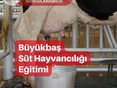 Büyükbaş Süt Hayvancılığı Eğitimi