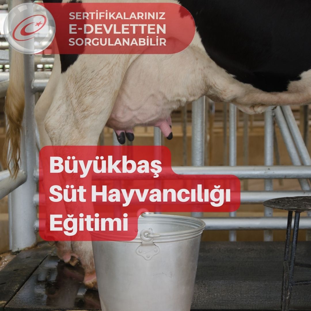 süt hayvancılığı2
