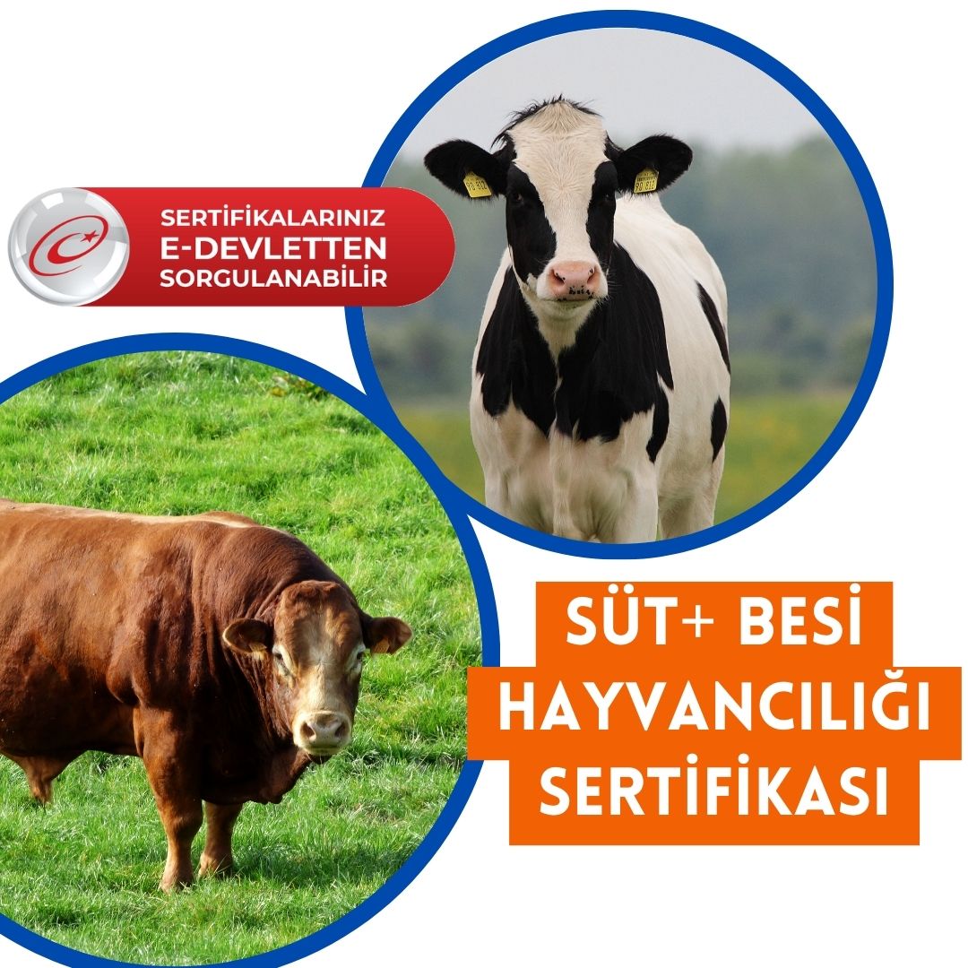 dersler besi artısüt